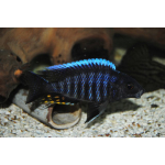 Aulonocara Kandeensis 4-5cm